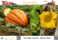 Preview: Cucurbita maxima * Speisekürbis 'Atlantic Giant' (Pumpkin) * 10 Samen